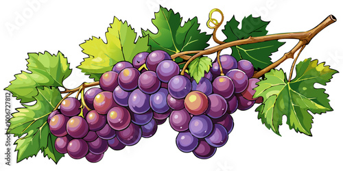 grapes on vine - Vector illustration of  grapes isolated on white, grapes vector art