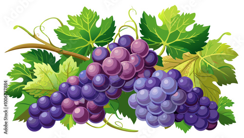 bunch of grapes on vine - Vector illustration of  grapes isolated on white, grapes vector art