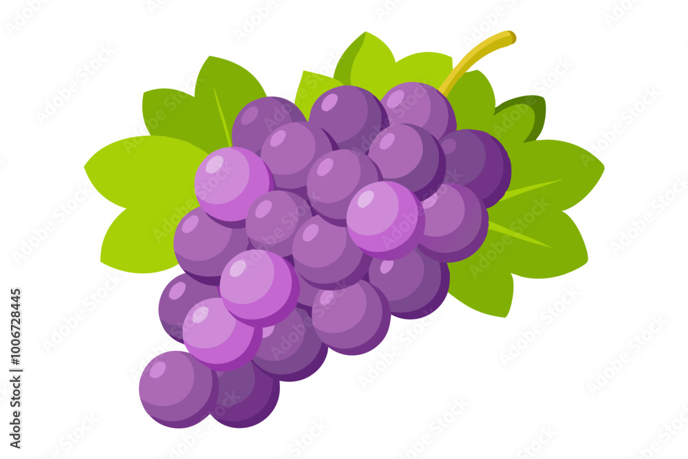 bunch of grapes - Vector illustration of grapes isolated on white, grapes vector art bunch of grapes - Vector illustration of grapes isolated on white, grapes vector art