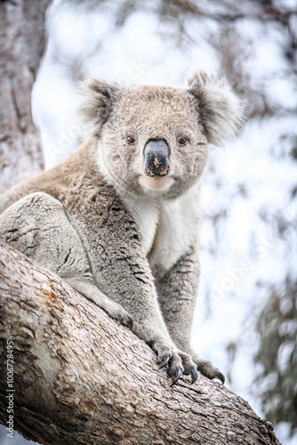 Photography Close-Up of a Koala Resting on Tree Trunk