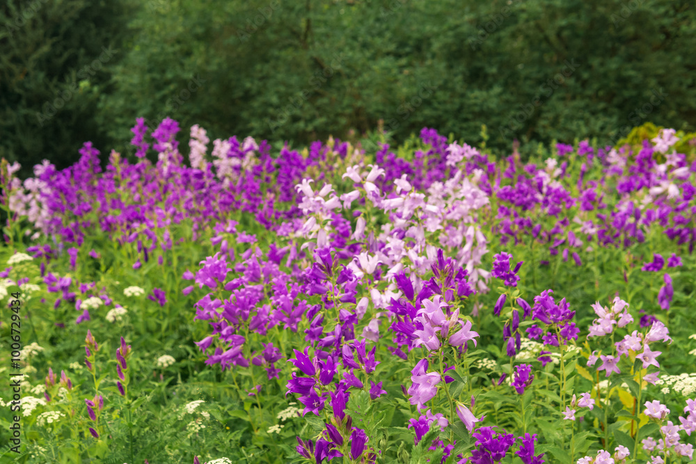 Fototapeta premium landscape, field of purple bells on forest edge close up