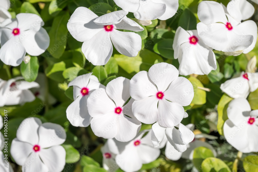 Fototapeta premium Beautiful blooming Pericuinkle flowers.