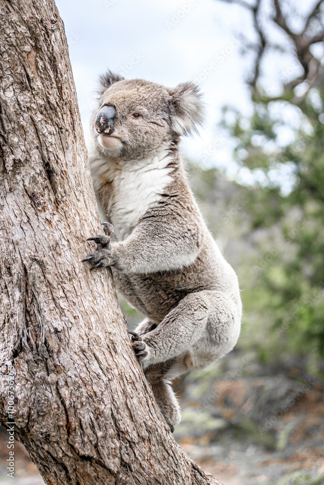 Obraz premium Koala Climbing a Tree in its Natural Australian Habitat, Raymond Island, Australia