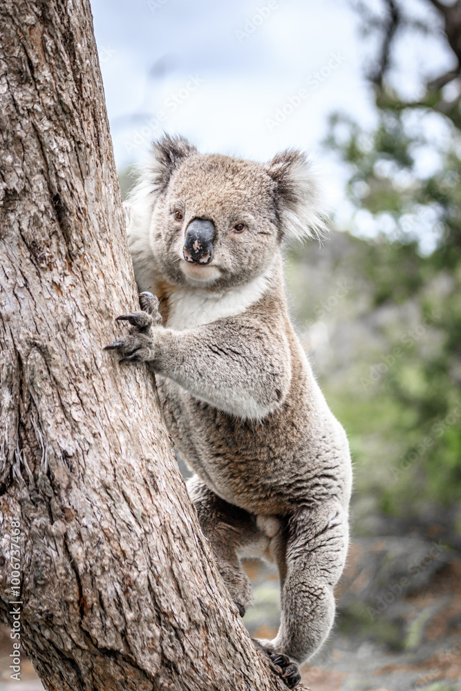 Obraz premium Koala Climbing a Tree in its Natural Australian Habitat, Raymond Island, Australia