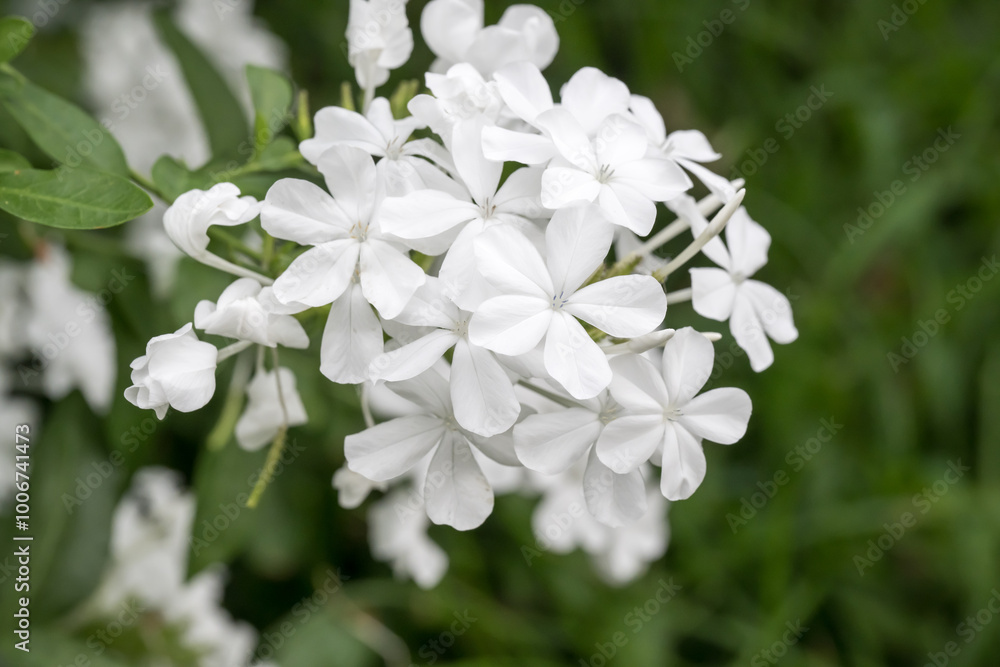Beautiful Cape Leadwort (Plumbago auriculata) flowers. Beautiful Cape Leadwort (Plumbago auriculata) flowers.
