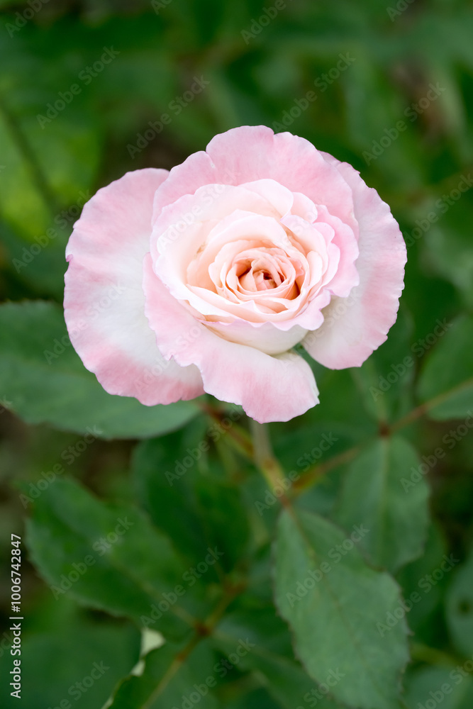 Beautiful rose in garden. Beautiful rose in garden.