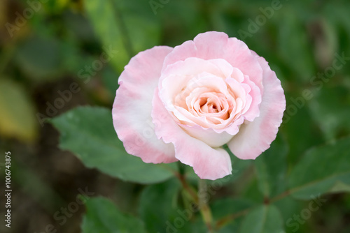 Wallpaper Mural Beautiful rose in garden. Torontodigital.ca