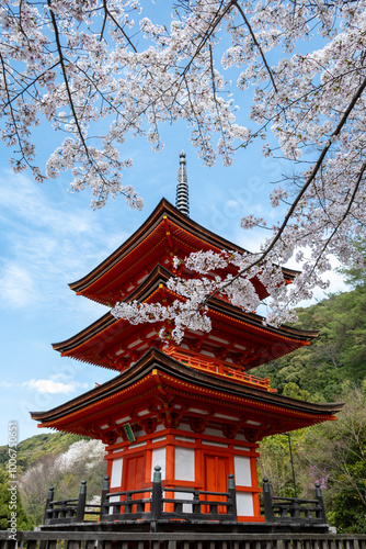 Sakura blossom season in Japan. Sanjunoto pagoda and blooming cherry trees, Kiyomizu deraTemple, Kyoto photo