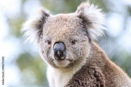 A Curious Koala Gazes Intently Through the Eucalyptus Leaves