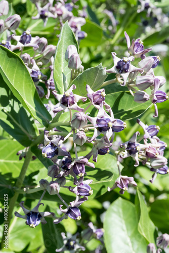 The Akund Calotrope flowers. photo