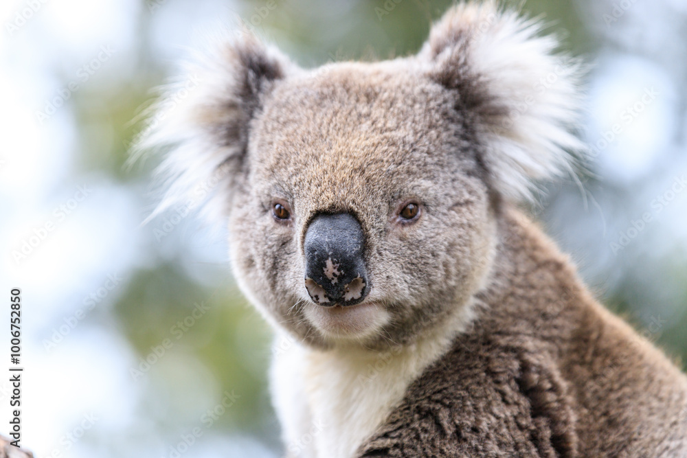 Fototapeta premium Close-Up Portrait of a Koala with Fluffy Ears and Brown Fur