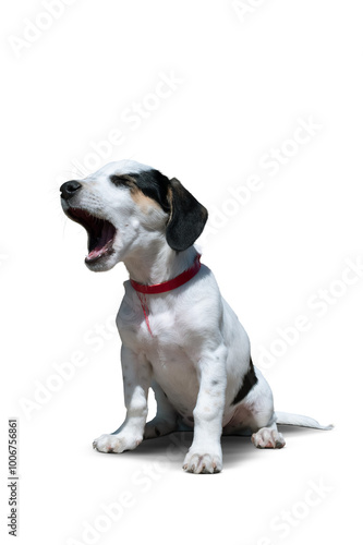 Fox Terrier Puppy Sitting on a transparent Background photo