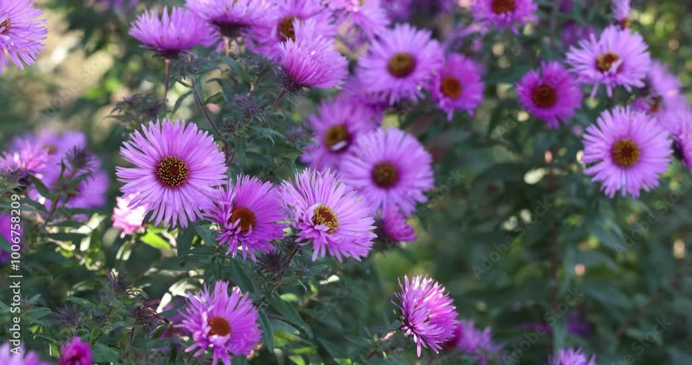 Purple aster flowers gently swaying in the wind Purple aster flowers gently swaying in the wind