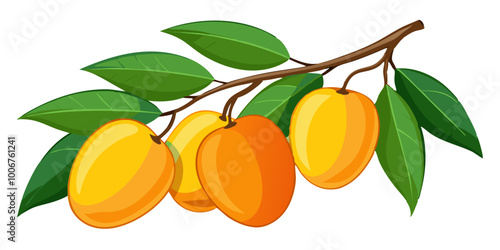 branch with mango - Vector illustration of  mango isolated on white, mango vector art