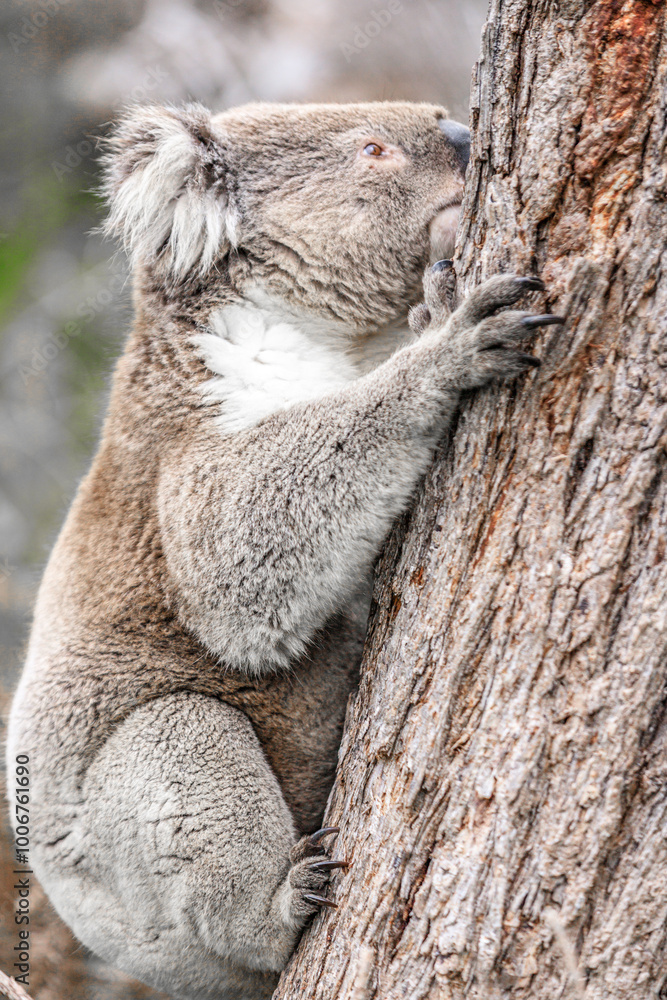 Koala Climbing a Tree in its Natural Australian Habitat, Raymond Island, Australia Koala Climbing a Tree in its Natural Australian Habitat, Raymond Island, Australia