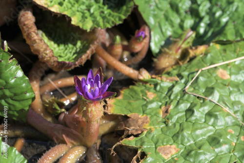 オニバスの浮水葉と紫色の花