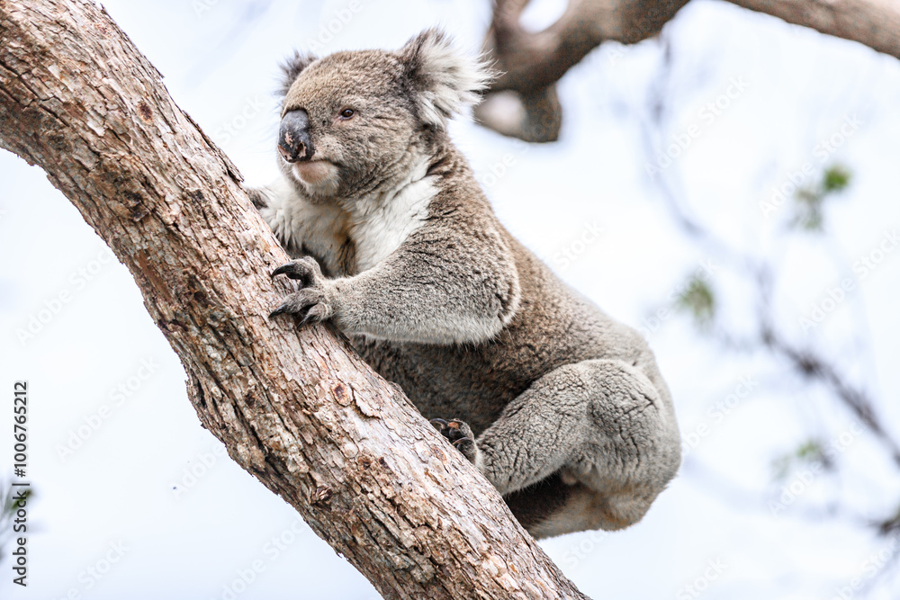 Koala Climbing a Tree in its Natural Australian Habitat, Raymond Island, Australia Koala Climbing a Tree in its Natural Australian Habitat, Raymond Island, Australia