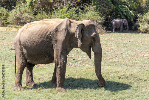 Elephant in Sri Lanka