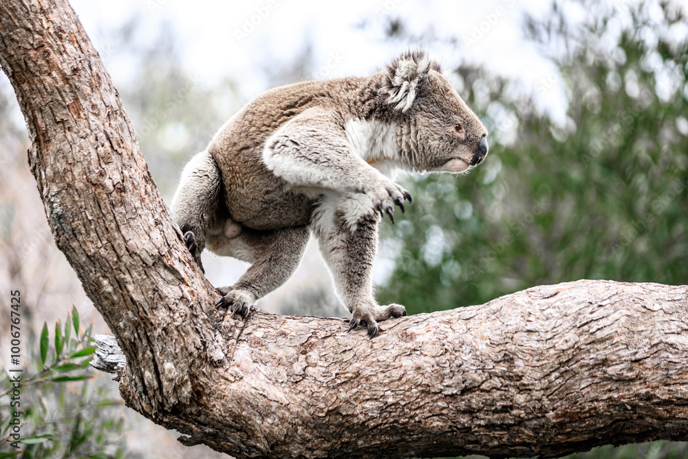 Koala Climbing on Tree Branch in the Wild, Raymond Island, Australia Koala Climbing on Tree Branch in the Wild, Raymond Island, Australia
