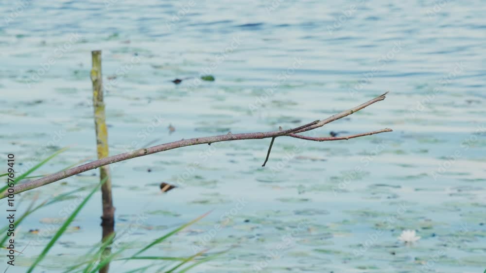 Slow motion view of Kingfisher in Friesland Netherlands perched over pond with lily pads in background, overview as it dives down and returns back up Slow motion view of Kingfisher in Friesland Netherlands perched over pond with lily pads in background, overview as it dives down and returns back up