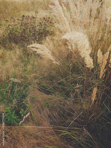 An autumn or fall field in the morning. Rural nature. A meadow in September. photo