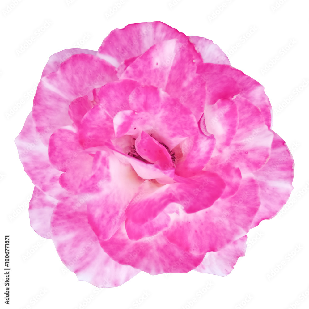 Pink rose flower isolated on white background with clipping path. Close-up. Nature. Pink rose flower isolated on white background with clipping path. Close-up. Nature.