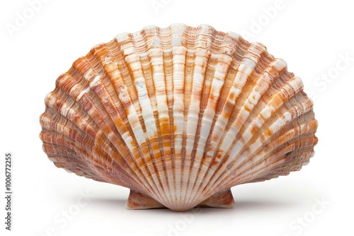 A close-up view of a shell on a white background