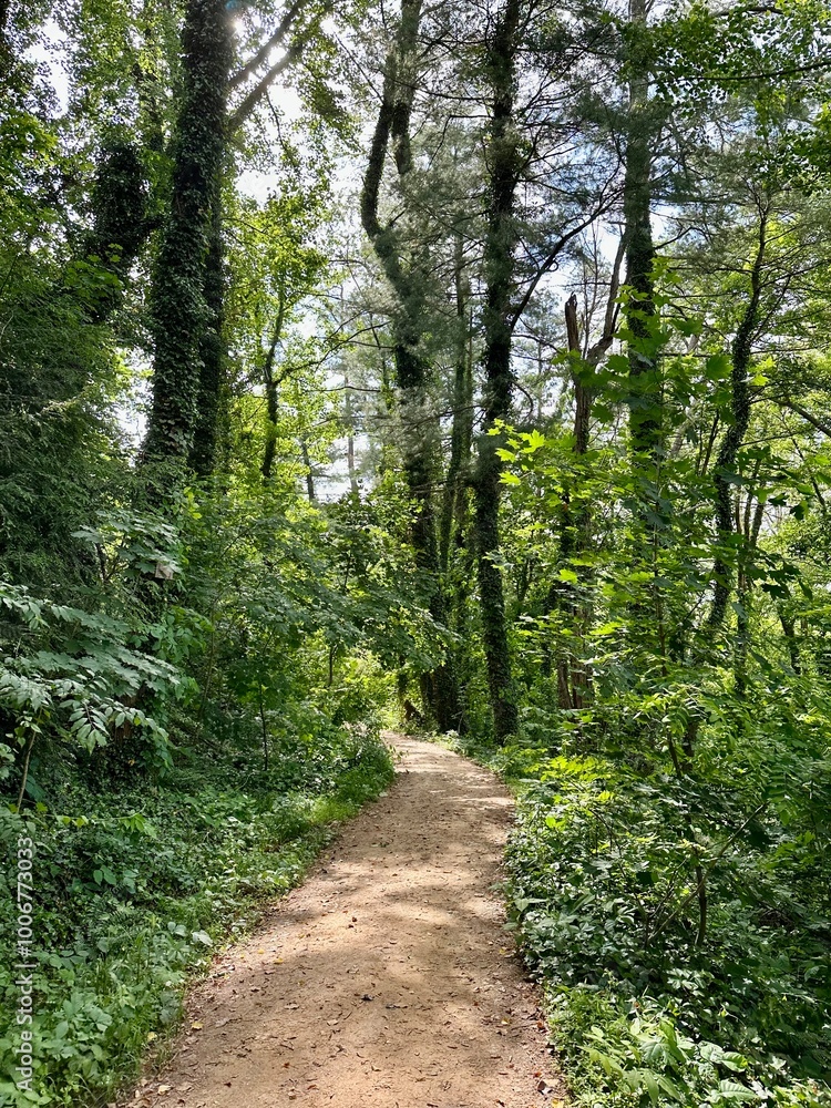 Naklejka premium path in the woods