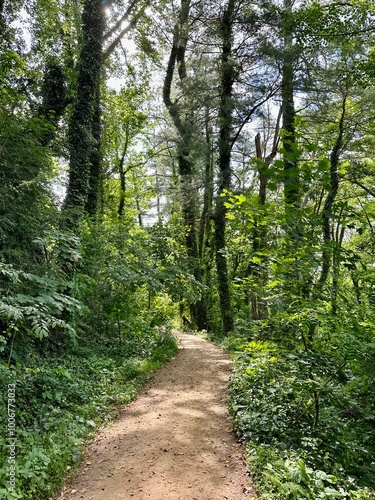 path in the woods