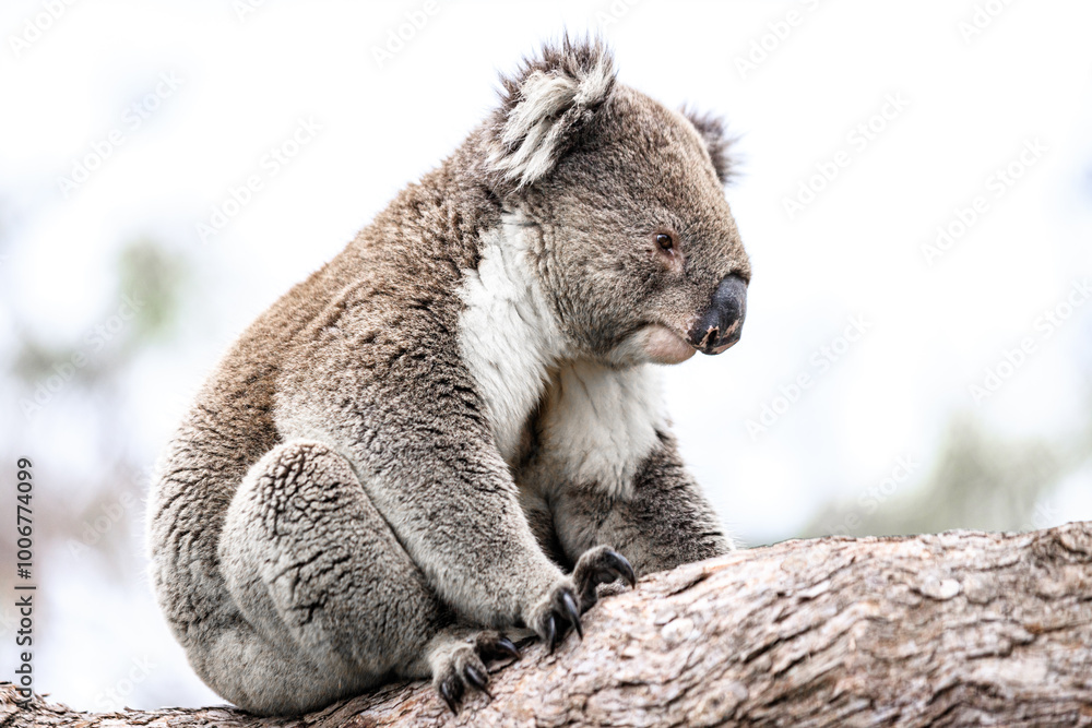 Obraz premium A Serene Koala Takes a Moment of Rest in the Eucalyptus Tree