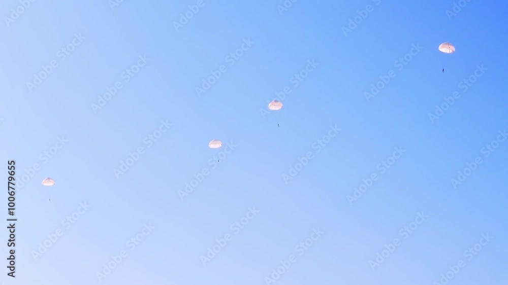 Parachutists float down with white parachutes against a clear blue sky. Captured during a military air drop at Ginkelse Heide, Netherlands. This image shows coordinated airborne maneuvers in action Parachutists float down with white parachutes against a clear blue sky. Captured during a military air drop at Ginkelse Heide, Netherlands. This image shows coordinated airborne maneuvers in action