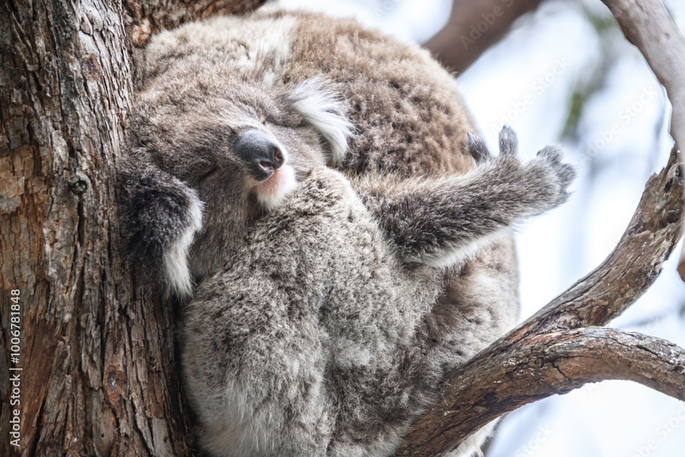 Obraz premium Sleepy Koala Napping in a Eucalyptus Tree