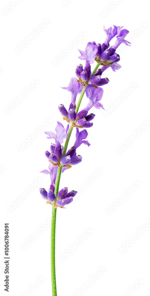 Naklejka premium Flower lavender therapeutic herbs, isolated on white background.