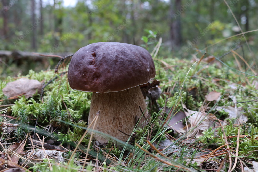 boletus edulis mushroom boletus edulis mushroom