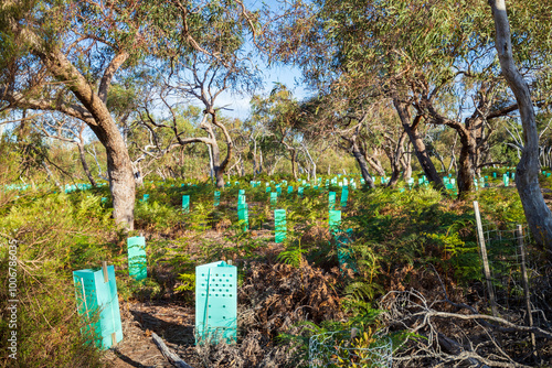 Fotografie Reforestation Efforts in a Sunny Australian Forest, Raymond Island, Australia