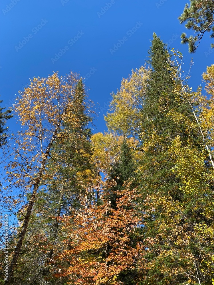 Fototapeta premium autumn treetops against cloudless blue sky