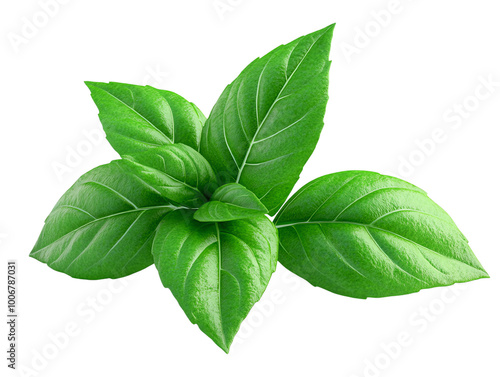 Fresh green basil leaves isolated on white background. transparent background