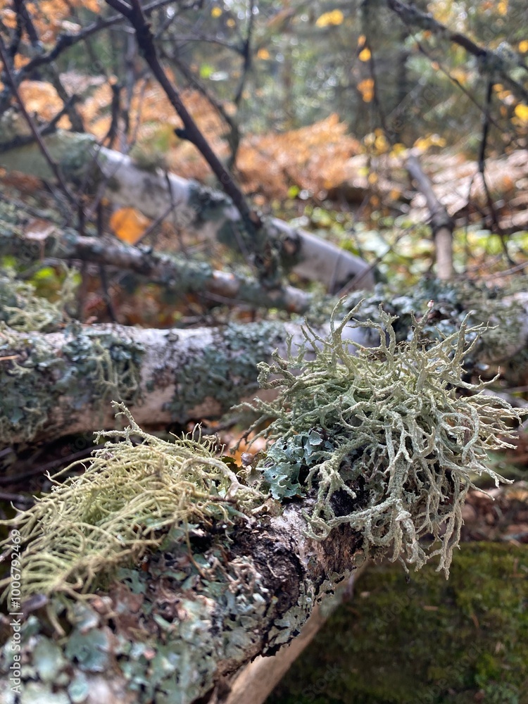 Moss on birch tree in the forest Moss on birch tree in the forest