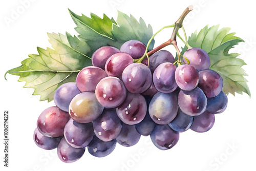 Watercolor hand drawn  grape with leaves stems isolate on transparency background photo