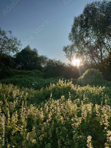 Ecballium flowering plants on the river shore of Klyazma river. Wild eastern European nature.