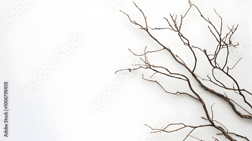 Dry branches, white background. dry twig on a JPG isolated background.