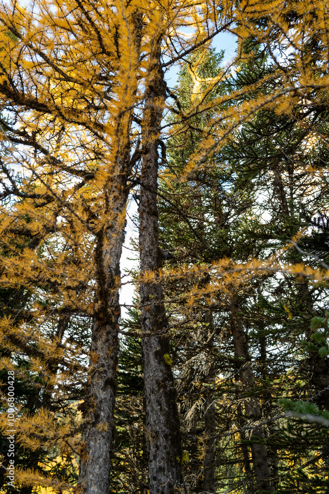 Fototapeta premium Close up of Larches near Banff, Alberta, Canada on a fall day.