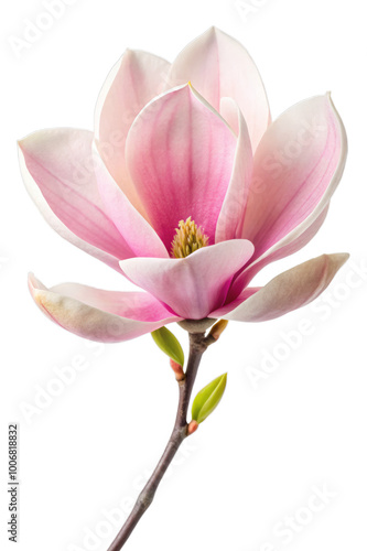 magnolia flower isolated on transparent background