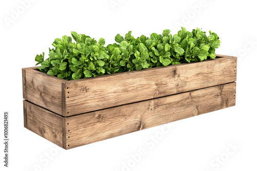 Wooden planter box filled with fresh green lettuce leaves, white isolate background. transparent background