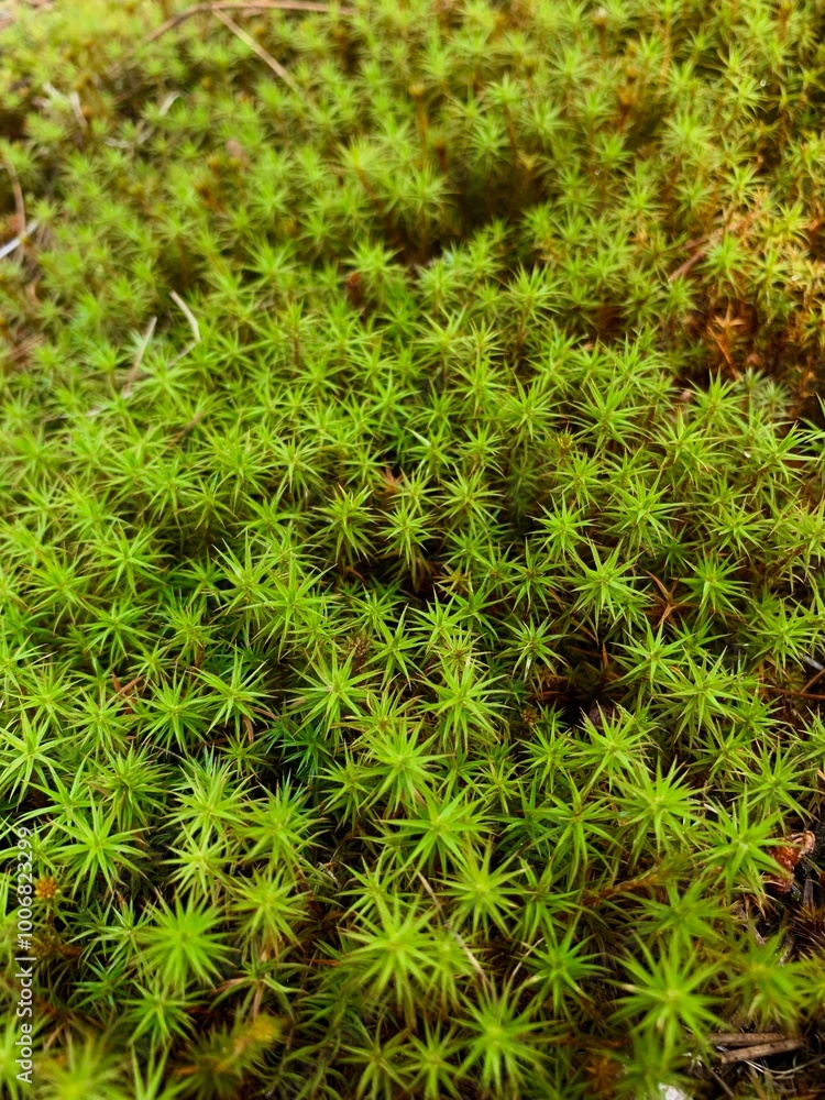 green forest plants in summer northern Minnesota green forest plants in summer northern Minnesota