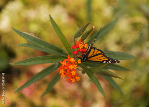 Fauna of Glan Canaria - monarch butterfly, Danaus plexippus photo