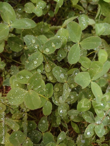Clover leaves with drops. Water drops after the rain. Plant leaves background.