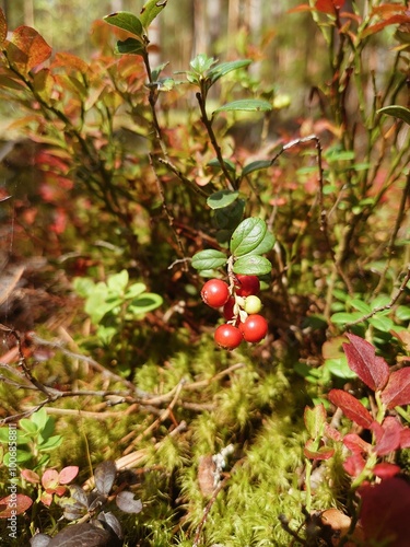 Red berries on a branch. Cowberry on a bush in the woods. Forest edible plant. Autumn or fall season, September.