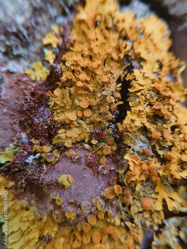 Yellow moss on tree. Xanthoria parietina. Nature organic textures. Macro closeup background.