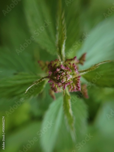 Macro photo of a nettle flower. Green fresh plant leaves. Medical herbs.